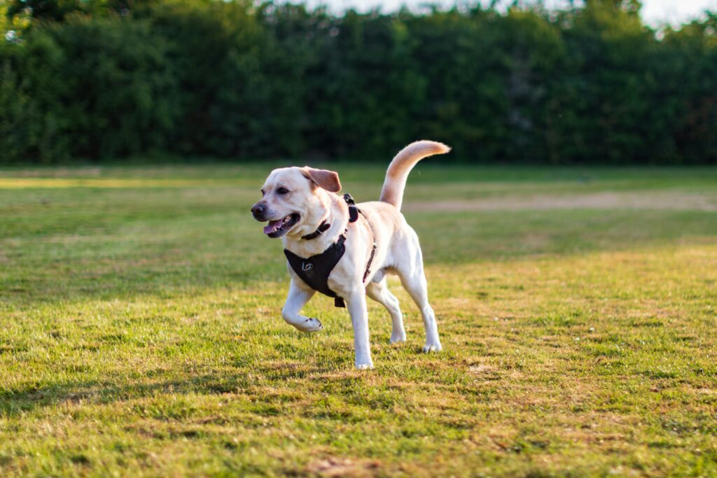 Puppy Crate Training Day vs Night: How to Do It Right?