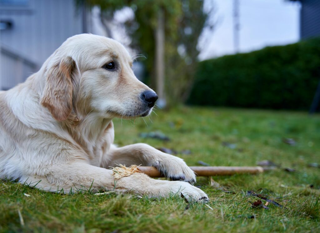 Crate Training a Rescue Puppy: Tips for Older or Anxious Dogs