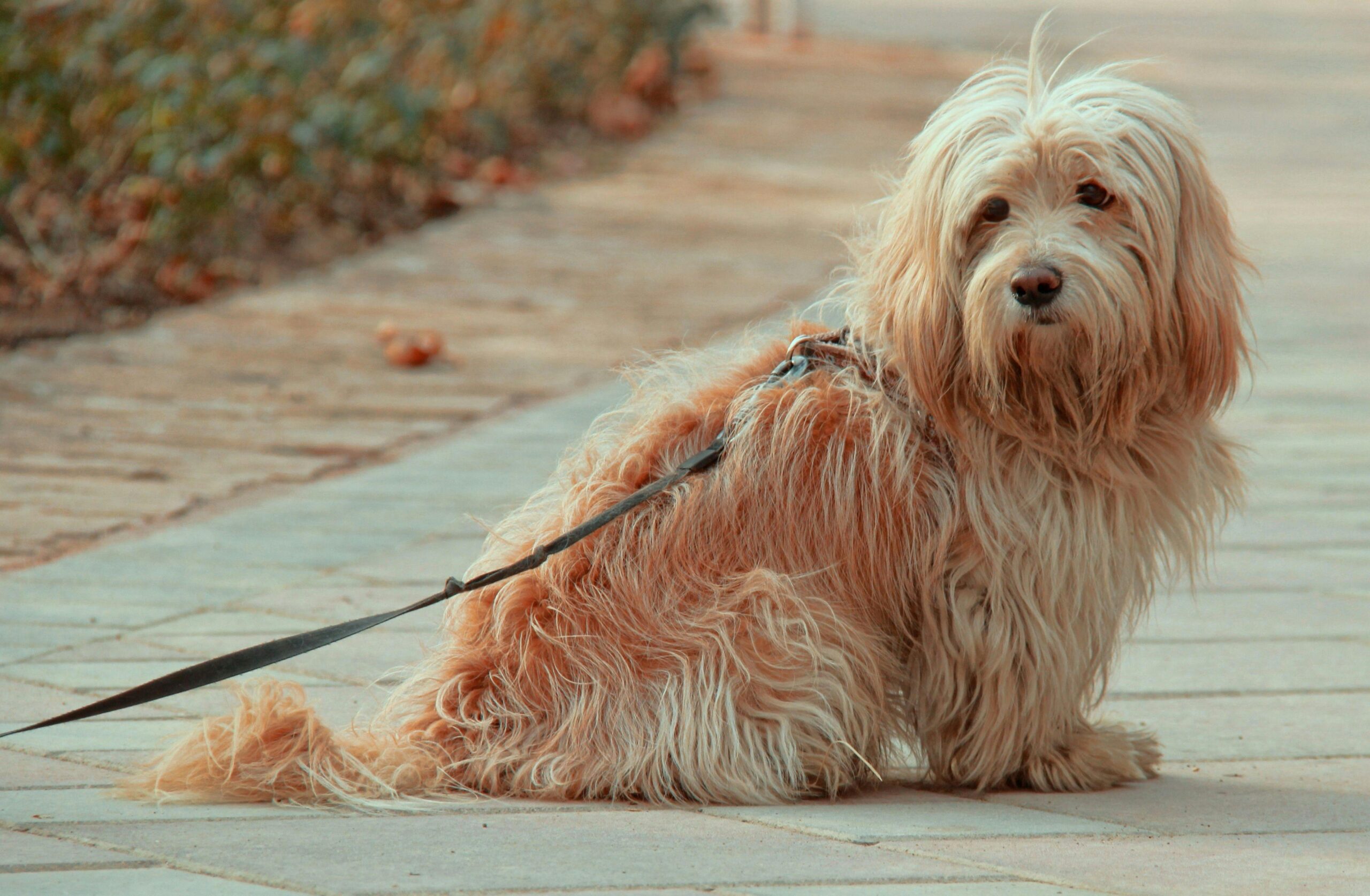 Dog Diet Bladder Stones: Ultimate Guide to Prevent & Relieve