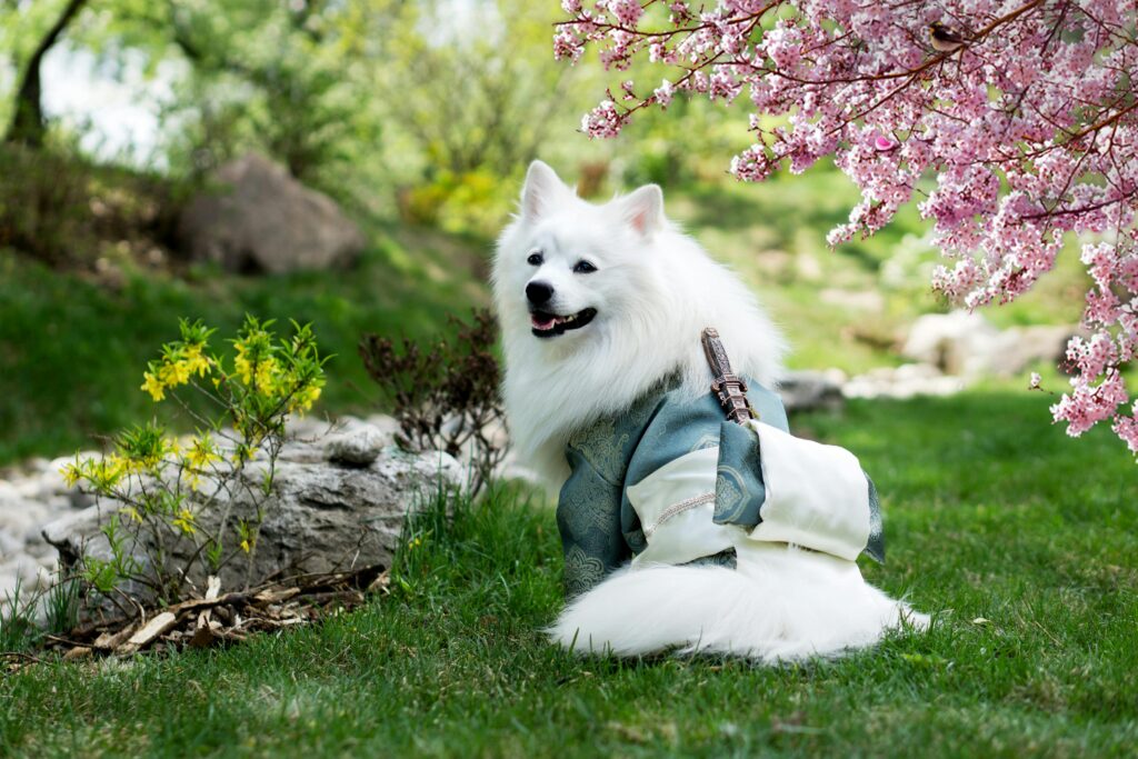 Puppy Behavior and Training Socialization and Fear Prevention at Home Made Easy