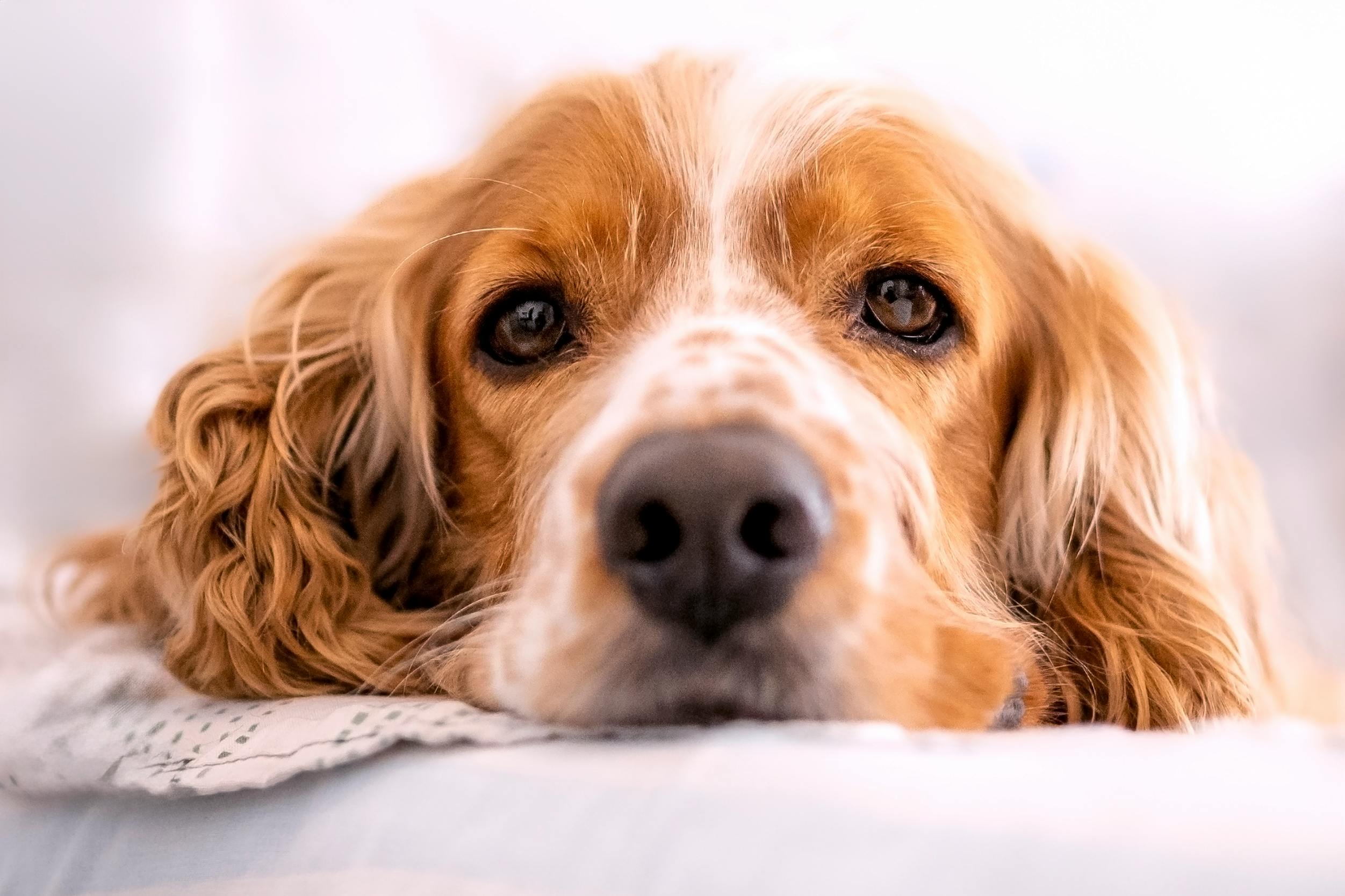 Ultimate Relief: Dog Hypoallergenic Diet Plans for Skin & Allergy Issues
