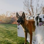 How Long to Crate a Puppy: Duration by Age & Breed Explained