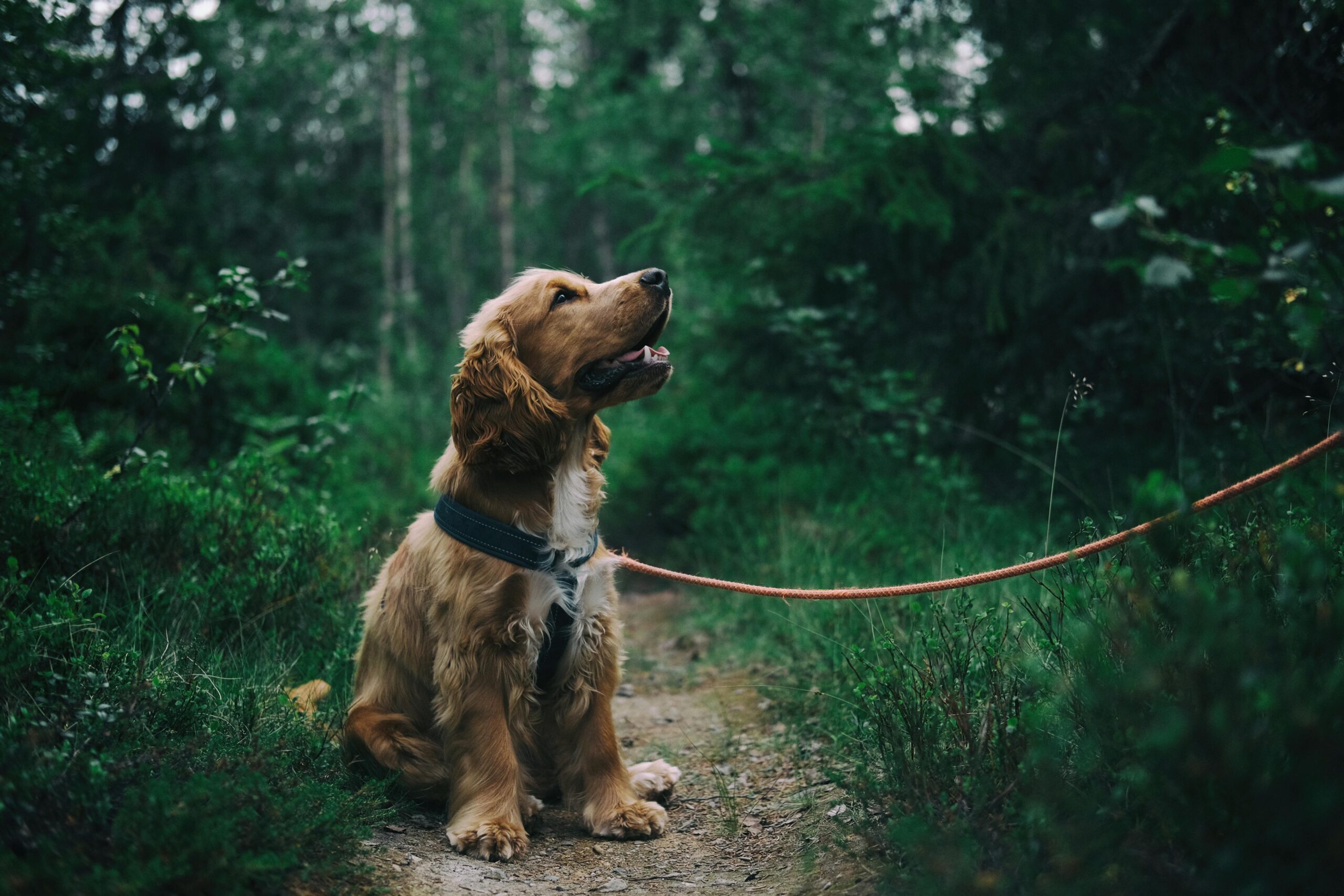 Dog Diet Liver Disease: Essential Nutrition & Daily Care Tips