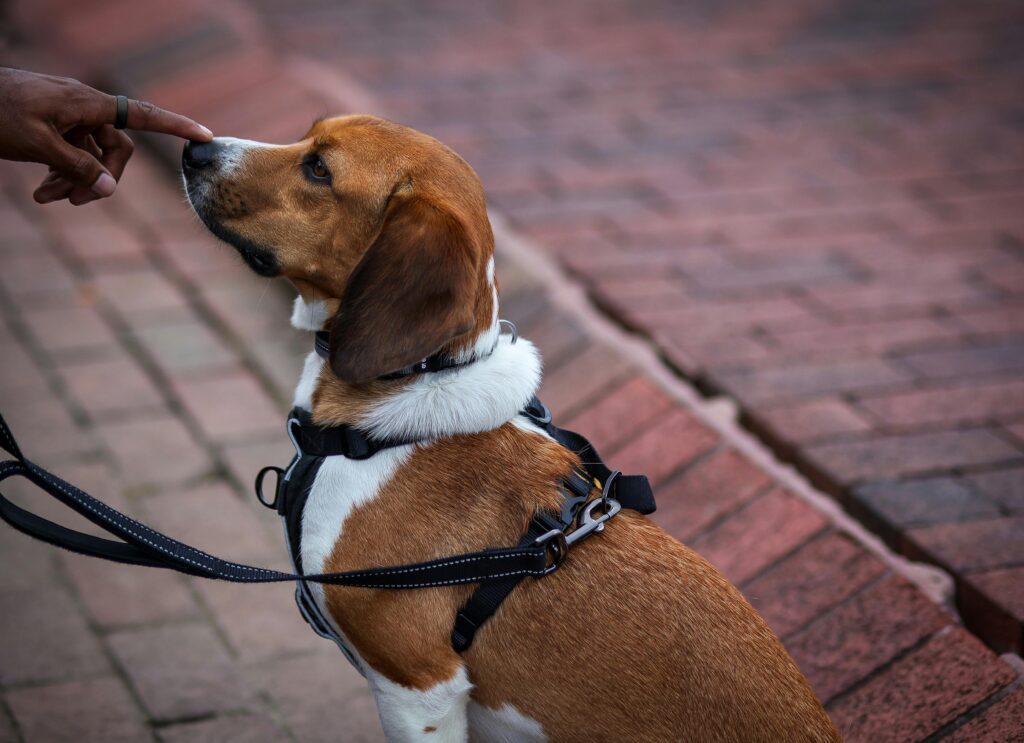 Potty Training a Puppy: Must-Know Tips for Quick Results