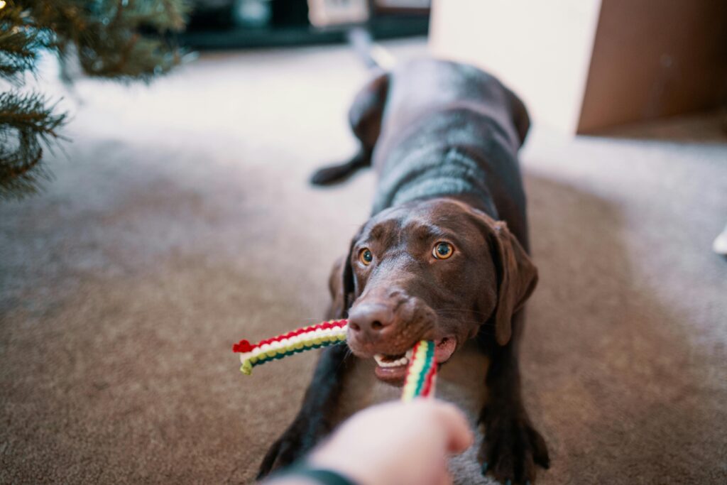 Teaching Puppy Commands: Proven Tips to Train Faster