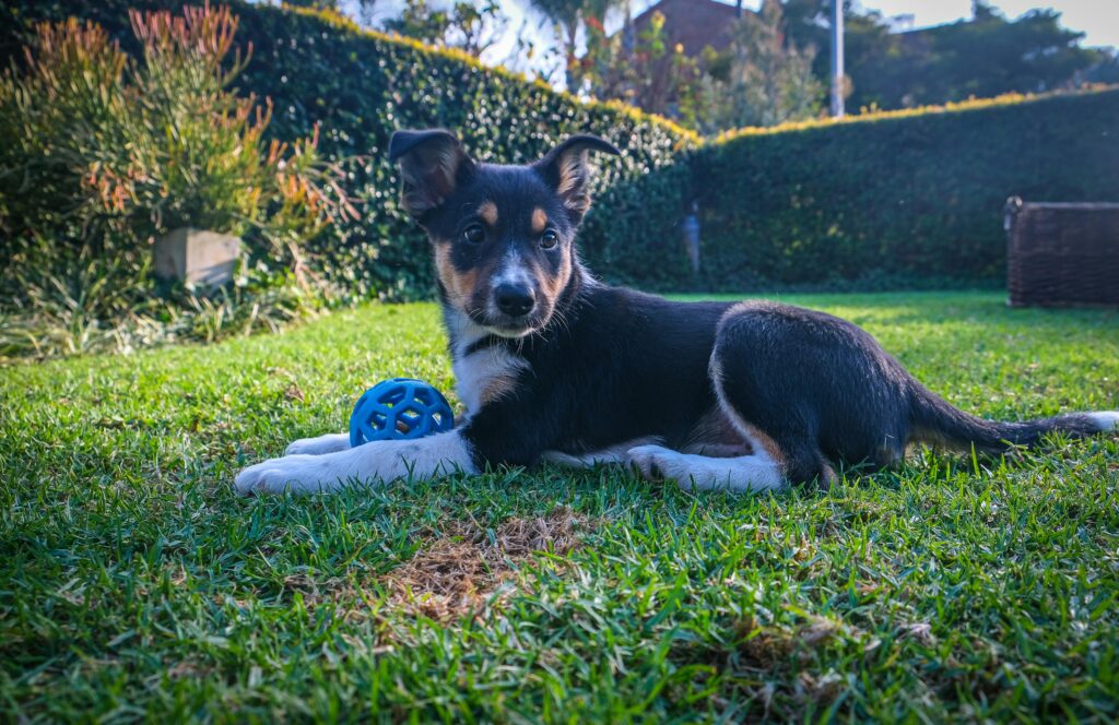 Puppy Whining in Crate: Causes, Solutions & Training Tips
