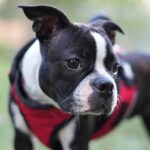 Puppy Crate Training Schedule: A Complete Daily Routine by Age