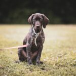 Crate Training a Rescue Puppy: Tips for Older or Anxious Dogs